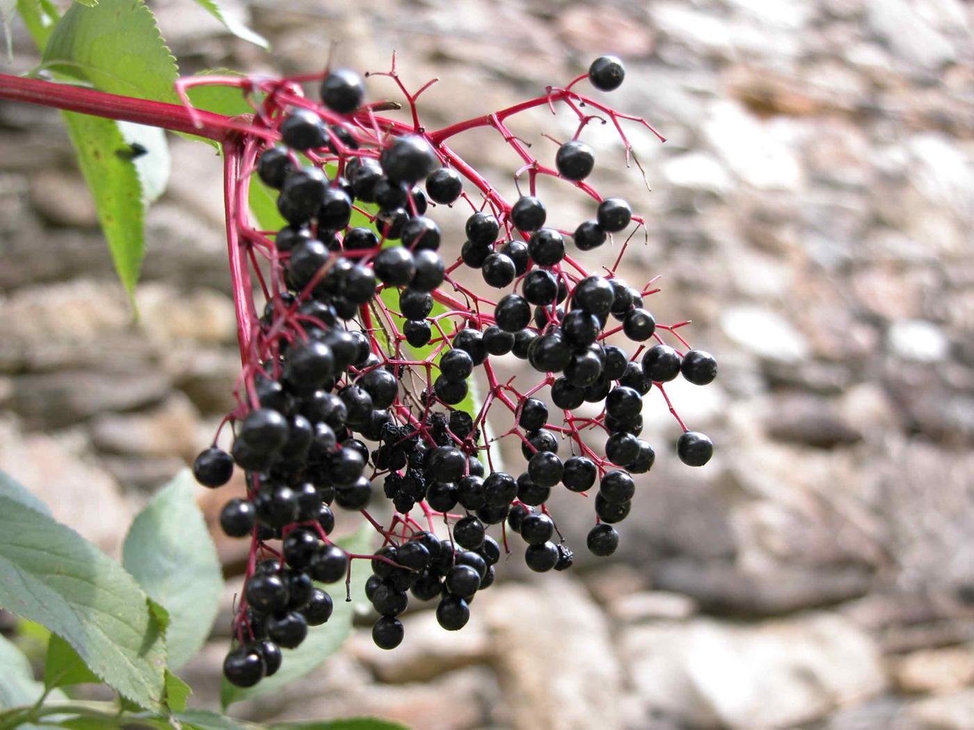 Elder fruit